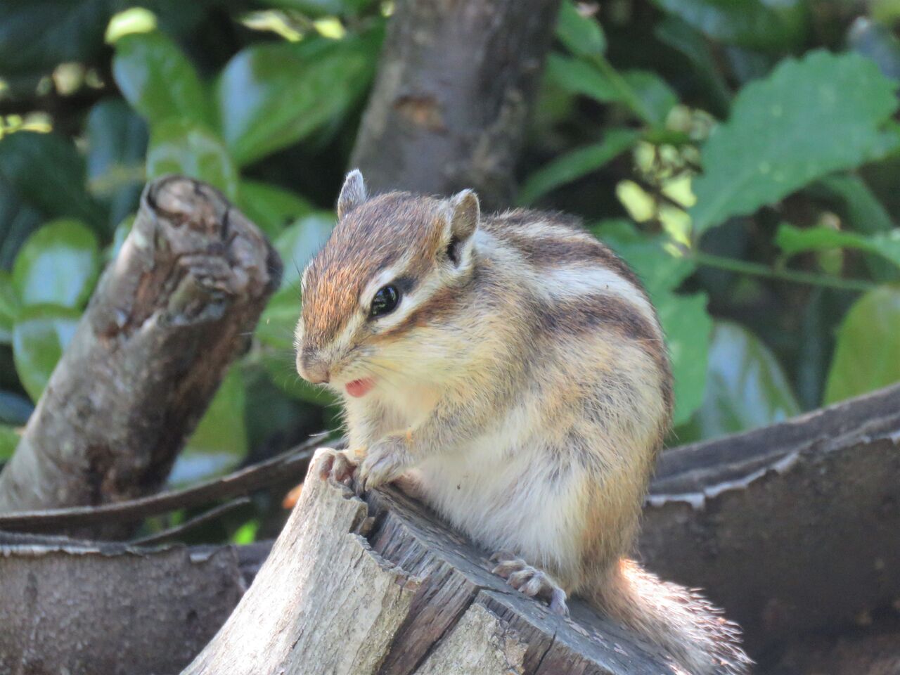 子リスたちがすくすく育っている りすの家 へ ２０２１ 夢は枯れ野を