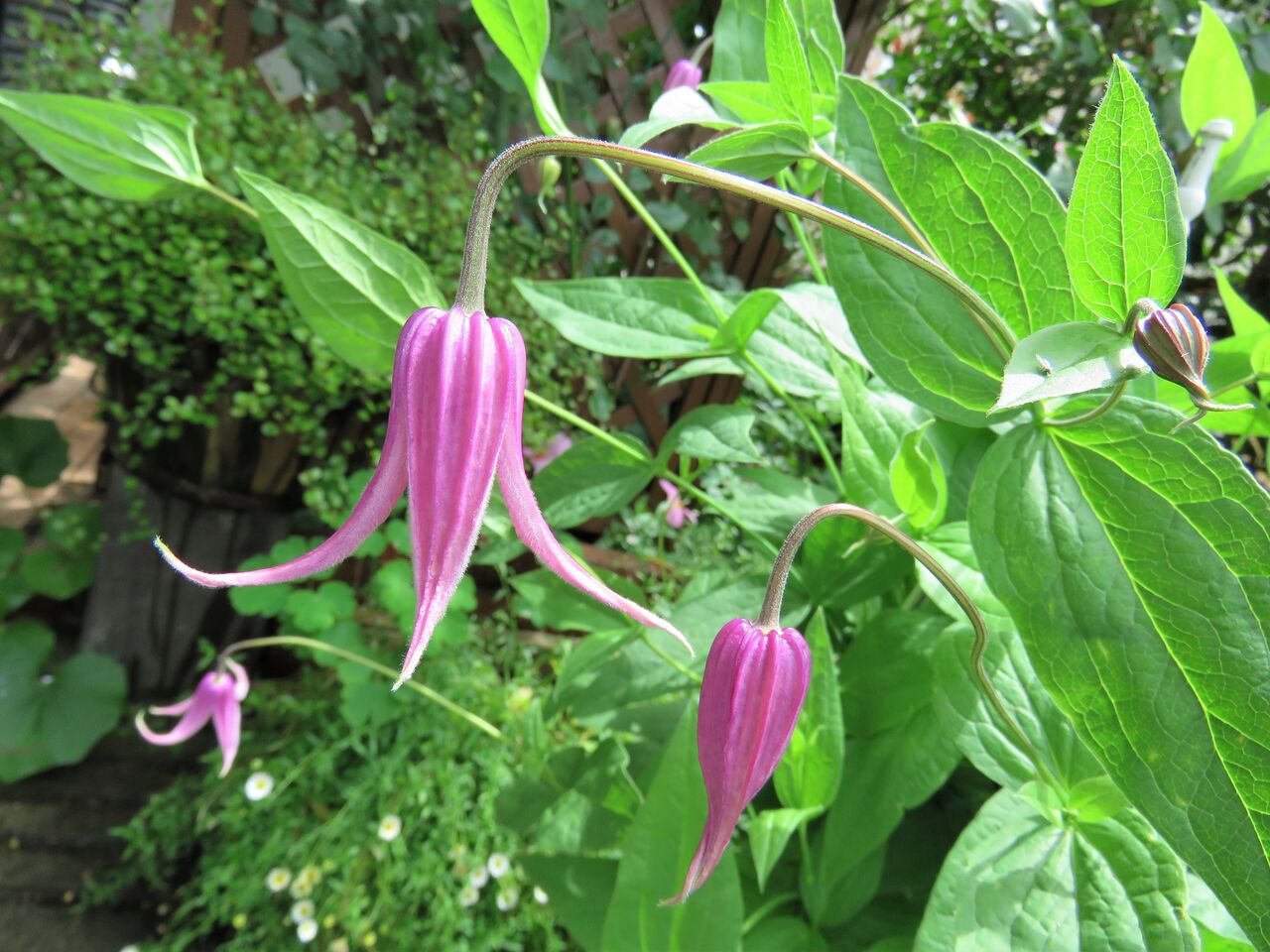 クレマチス インテグリフォリア系の2番花 ２０２１ 夢は枯れ野を