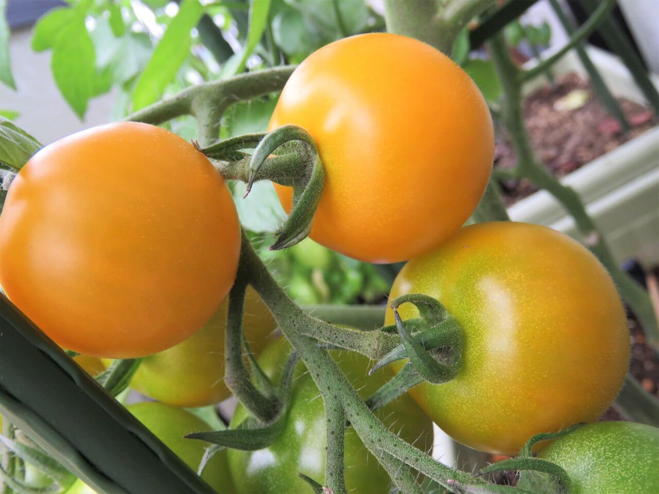 ベランダでミニトマト栽培 ８ デルモンテさんも色づき始めました 夢は枯れ野を