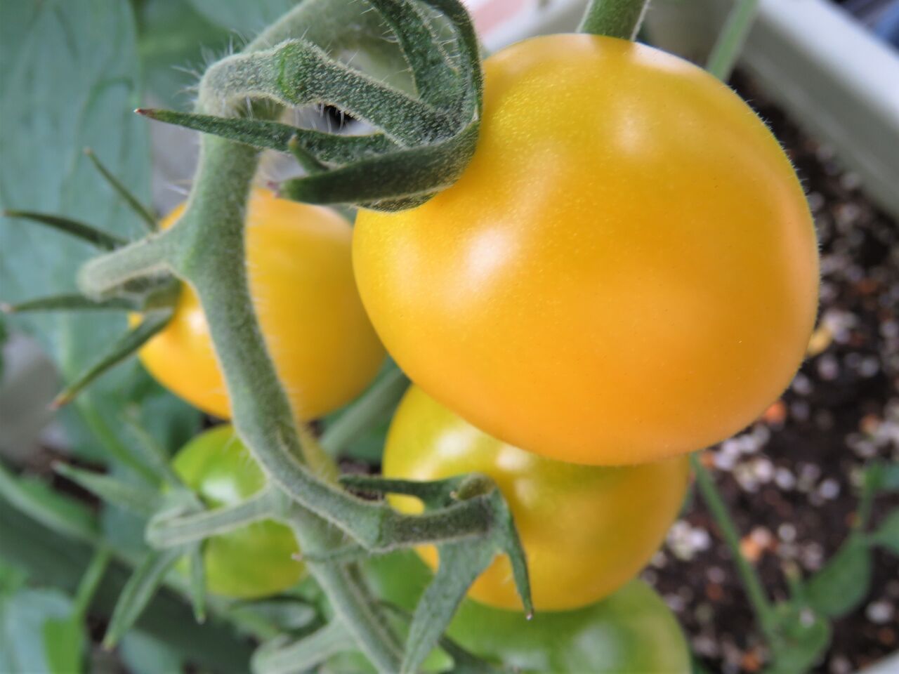 ベランダでミニトマト栽培 ６ イエローアイコ色づく 夢は枯れ野を