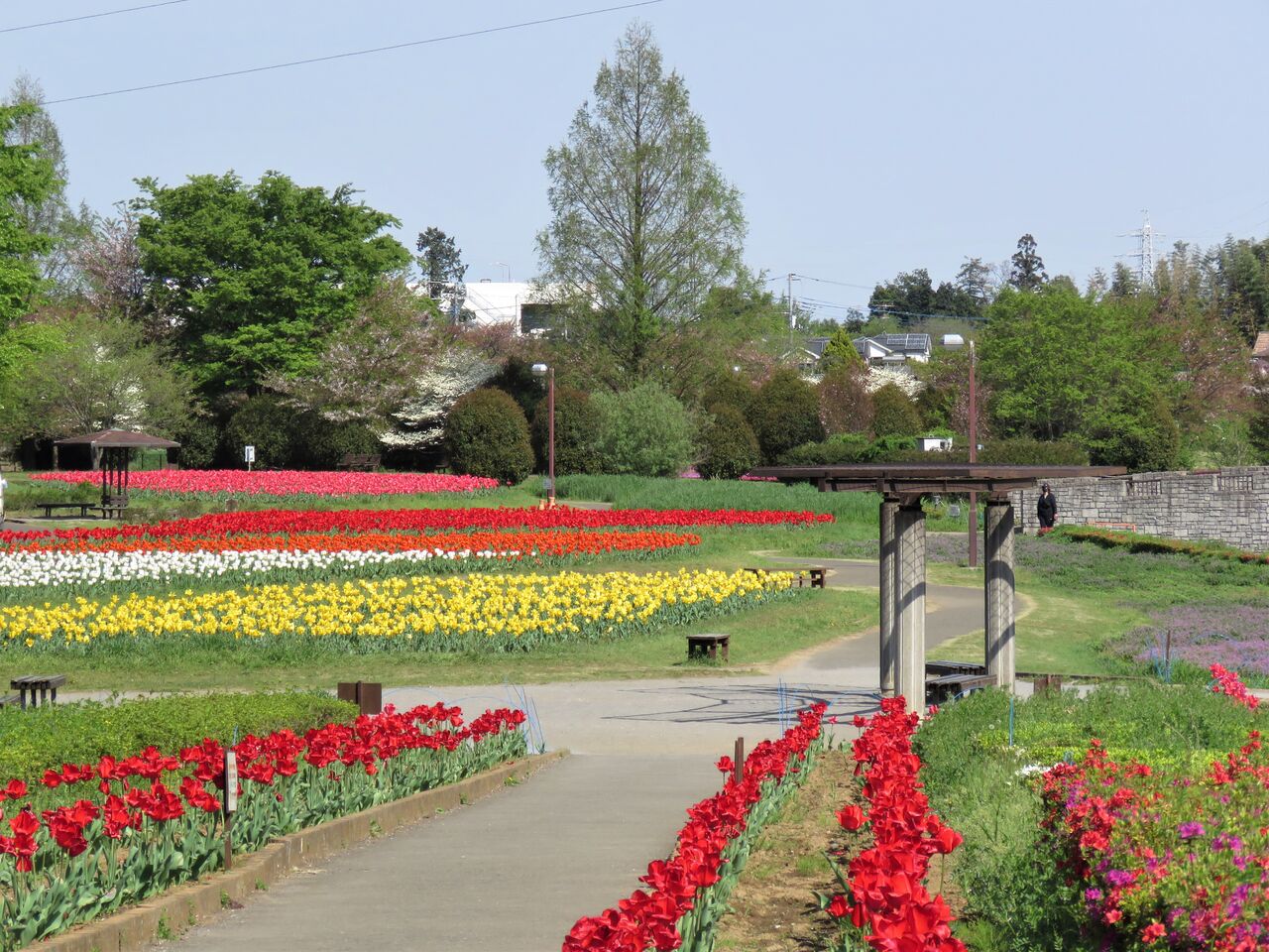 夢は枯れ野を チューリップ ネモフィラ 八重桜お花がいっぱいの大宮花の丘農林公苑へ 2021 夢は枯れ野を チューリップ ネモフィラ 八重桜お花がいっぱいの大宮花の丘農林公苑へ 2021