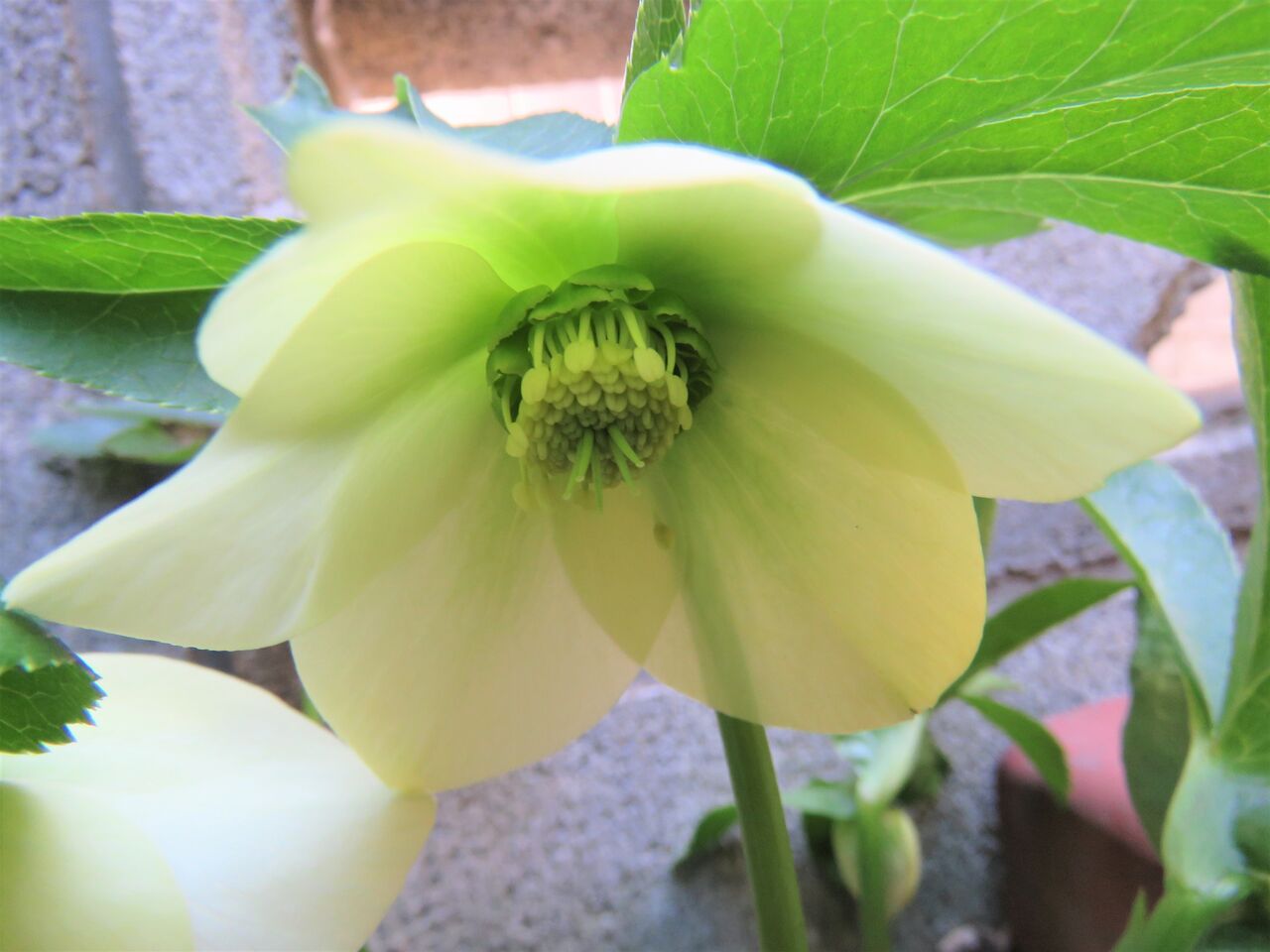 我が家のクリスマスローズ第3弾 ２０２０ 夢は枯れ野を