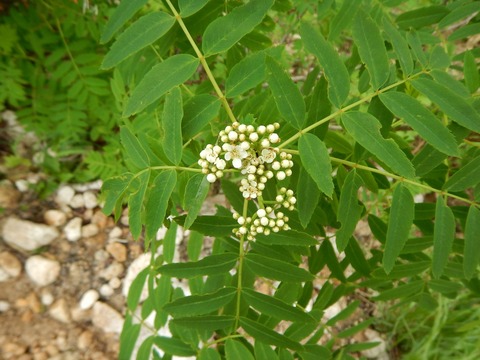 DSCN4707