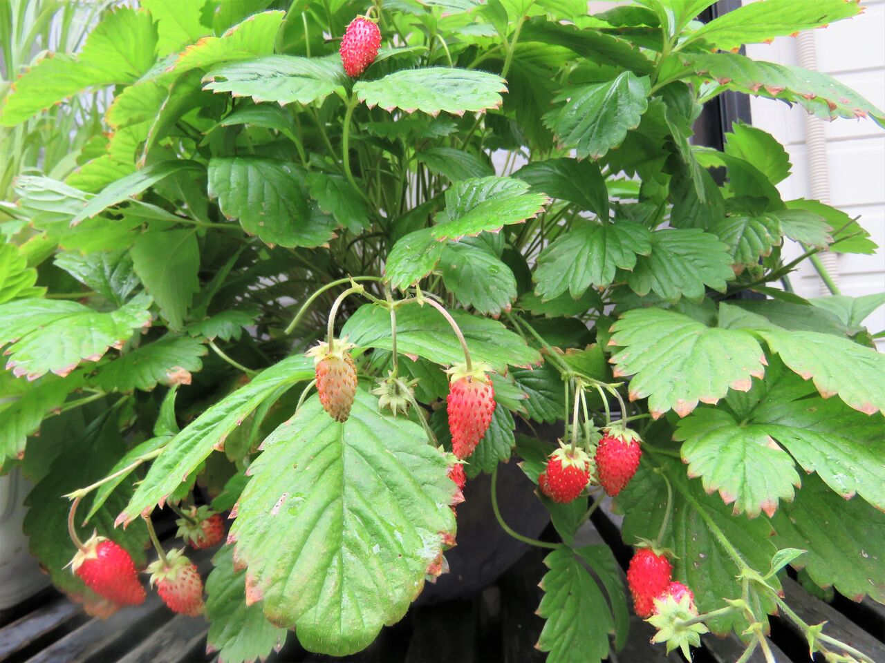 ワイルドストロベリーのたわわに実るイチゴ ２０２１ 夢は枯れ野を