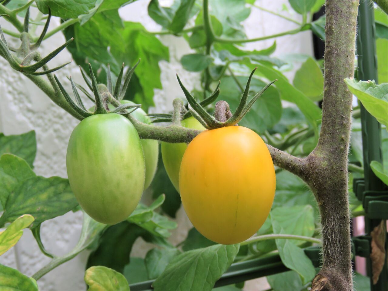 ベランダでミニトマト栽培 １２ イエローアイコ 千果色づく 夢は枯れ野を