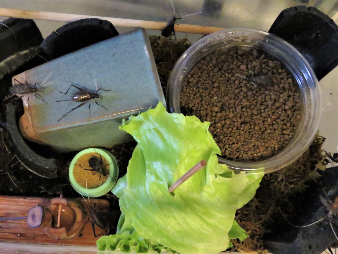 鈴虫飼育日記 5 産卵間近メスのお腹膨らむ 夢は枯れ野を 鈴虫飼育日記 5 産卵間近メスのお腹膨らむ 夢は枯れ野を