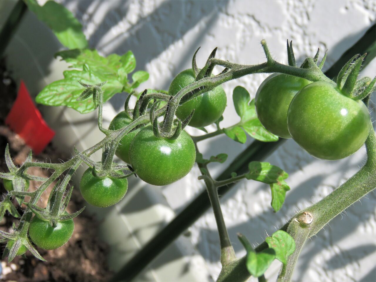 ベランダでミニトマト栽培 ４ お日様を浴びてすくすくと実が大きくなり始めました 夢は枯れ野を