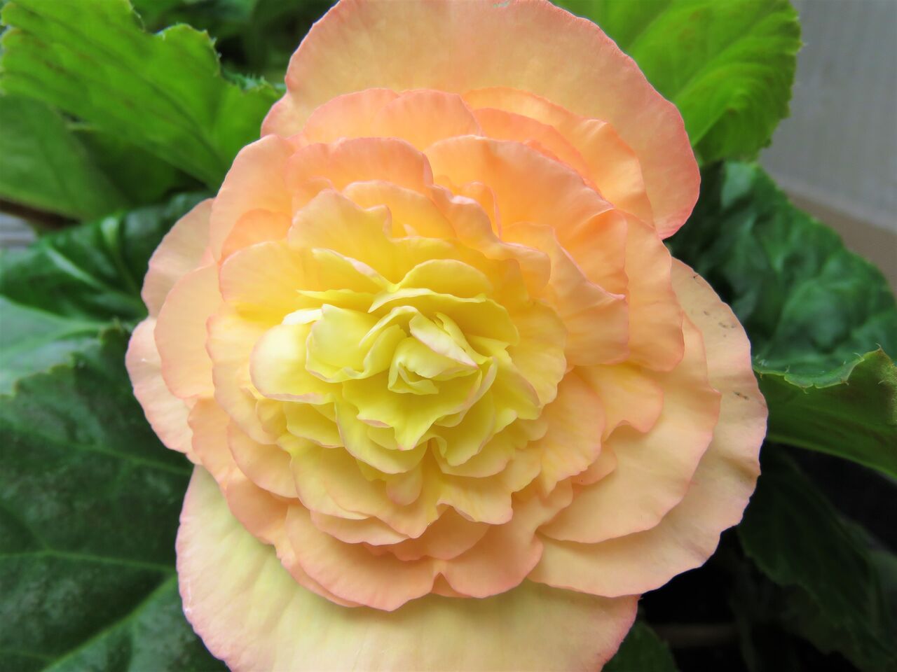 2度目の冬を越したフォーチュン ベゴニアの花が咲きだしました 夢は枯れ野を 2度目の冬を越したフォーチュン ベゴニアの花が咲きだしました 夢は枯れ野を
