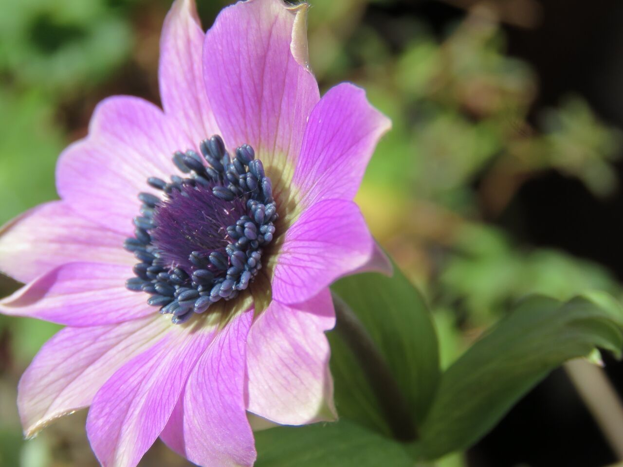 今年も咲いたアネモネ ２０２２ 夢は枯れ野を