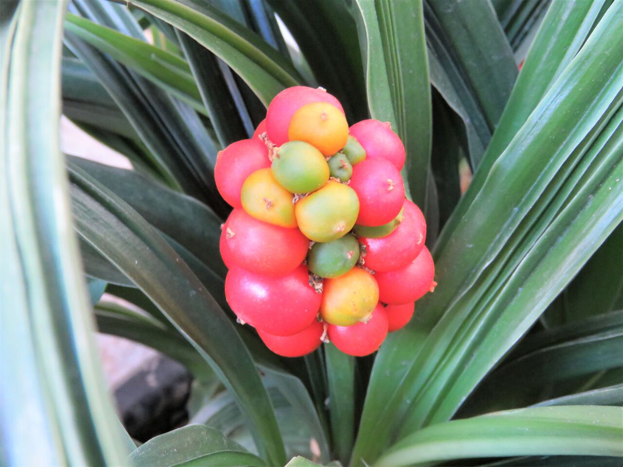 実りの季節 万年青の赤い実 ２０２１ 夢は枯れ野を