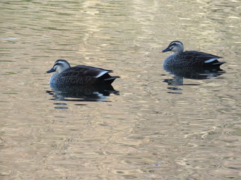 IMG_0035 (3)