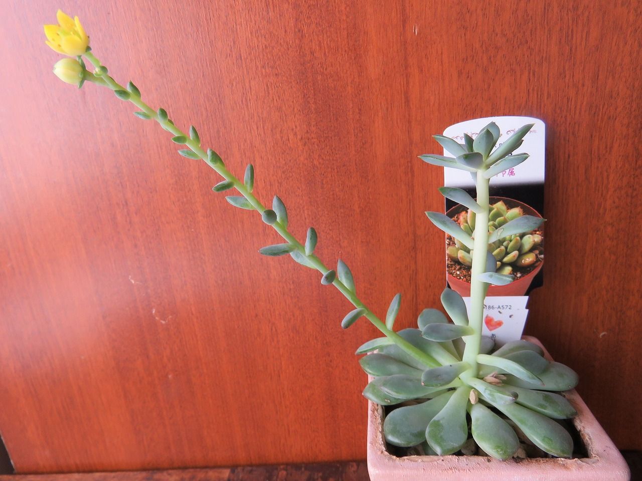 多肉植物 エケベリア属 風緑の花が咲いた ２０１９ 夢は枯れ野を