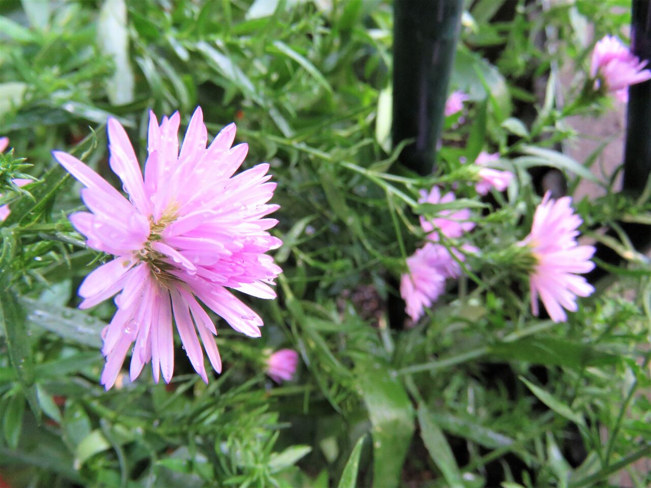 我が家の秋の花 ２０２０ クジャクアスター 夢は枯れ野を