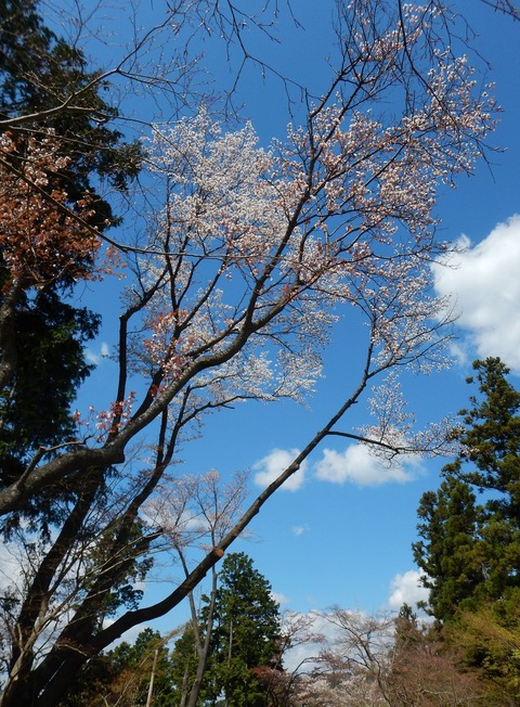 DSCN1284