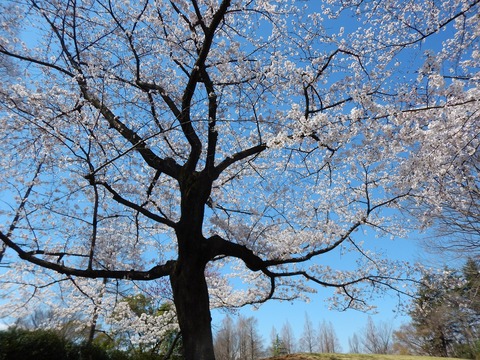 DSCN2562