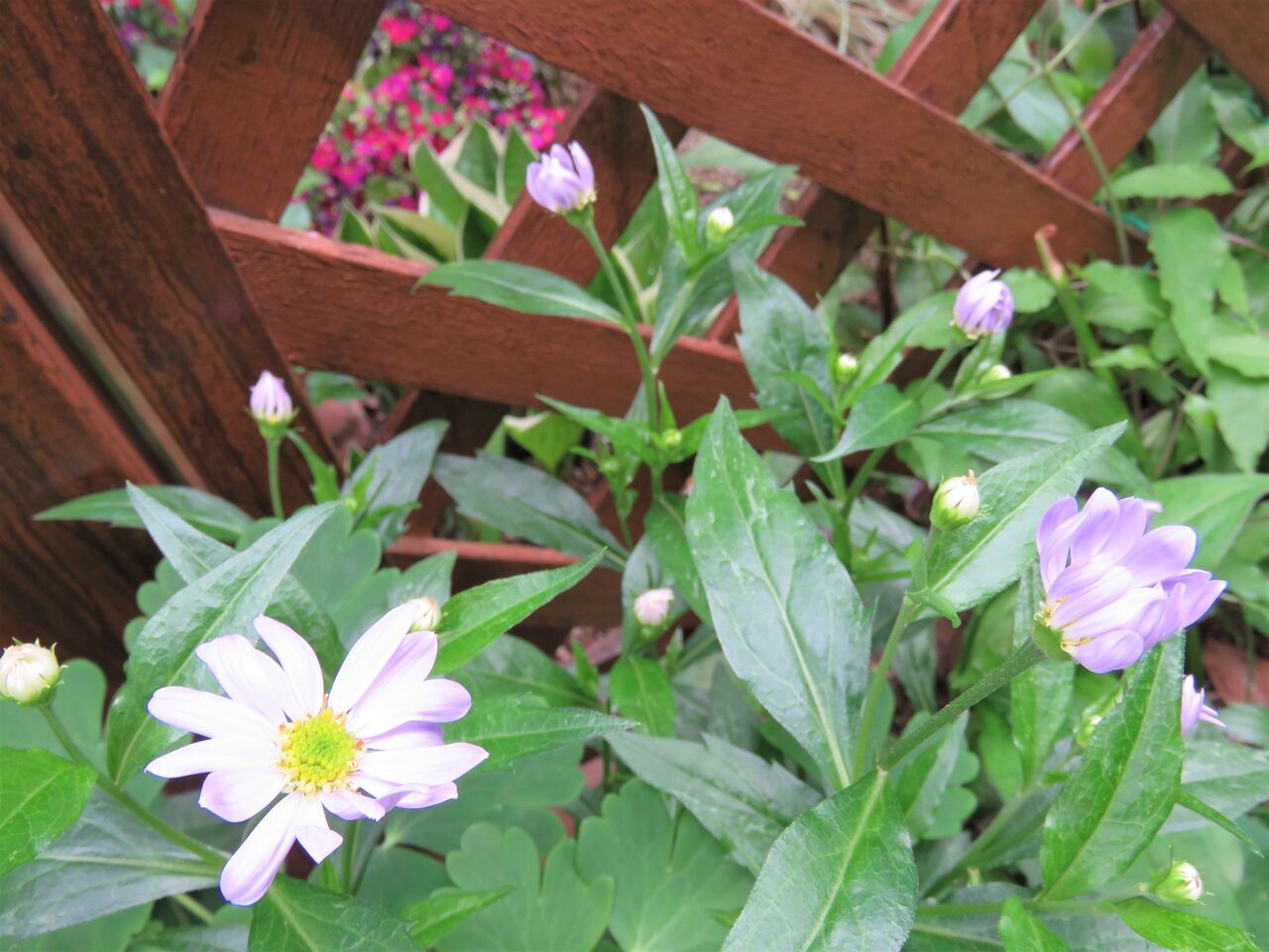 我が家の紫の花たち ２０２２ フウロソウ ミヤコワスレ 夢は枯れ野を