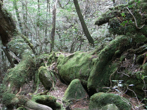 屋久島0256