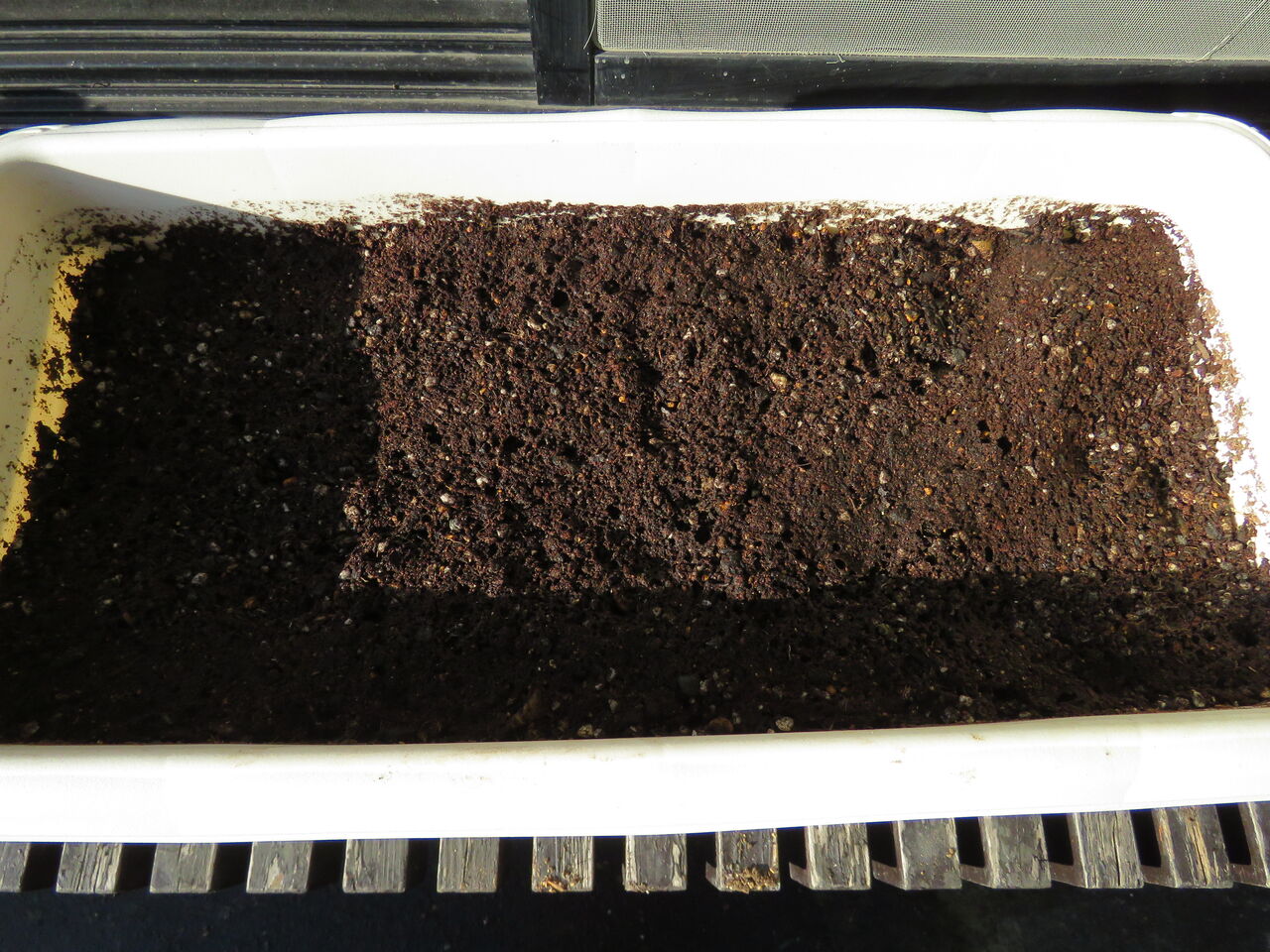 冬咲きチューリップの植え付け ２０２０ 夢は枯れ野を