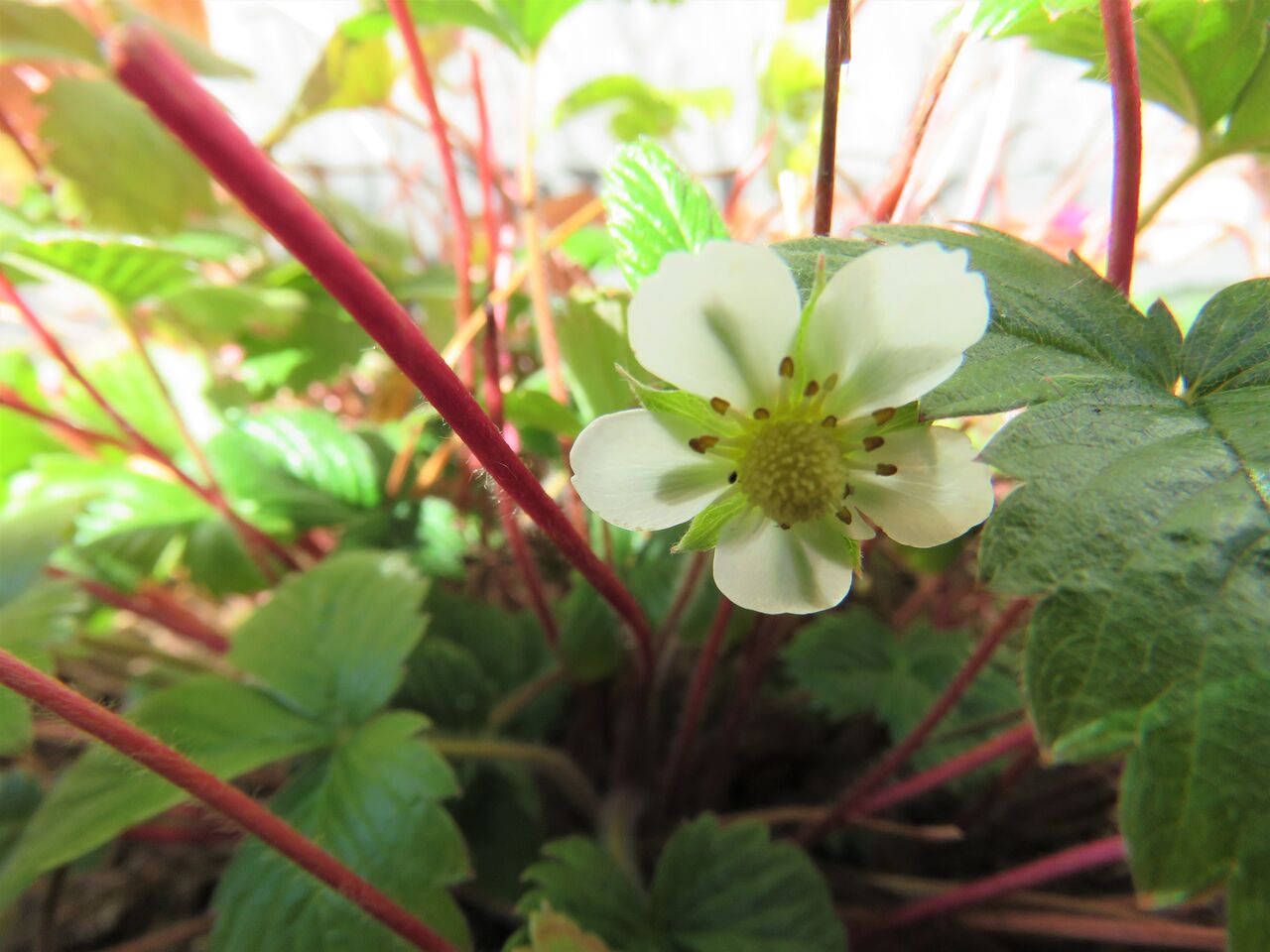 冬の真っただ中に咲くワイルドストロベリーの花 ２０２２ 夢は枯れ野を