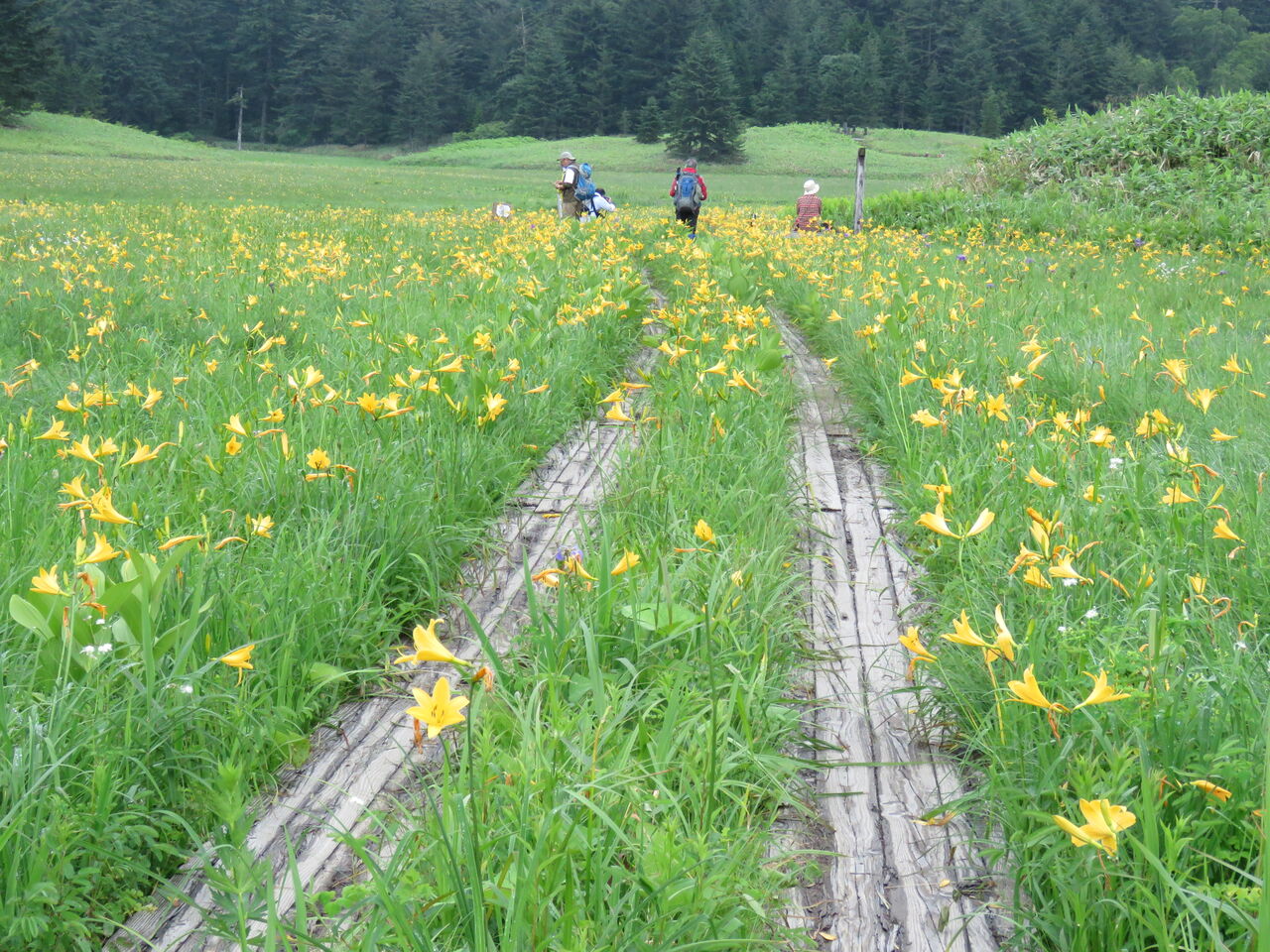 もう一度見たい景色ニッコウキスゲ咲く尾瀬沼へ ２０２０ ３ 念願のニッコウキスゲ咲く大江湿原へ 夢は枯れ野を