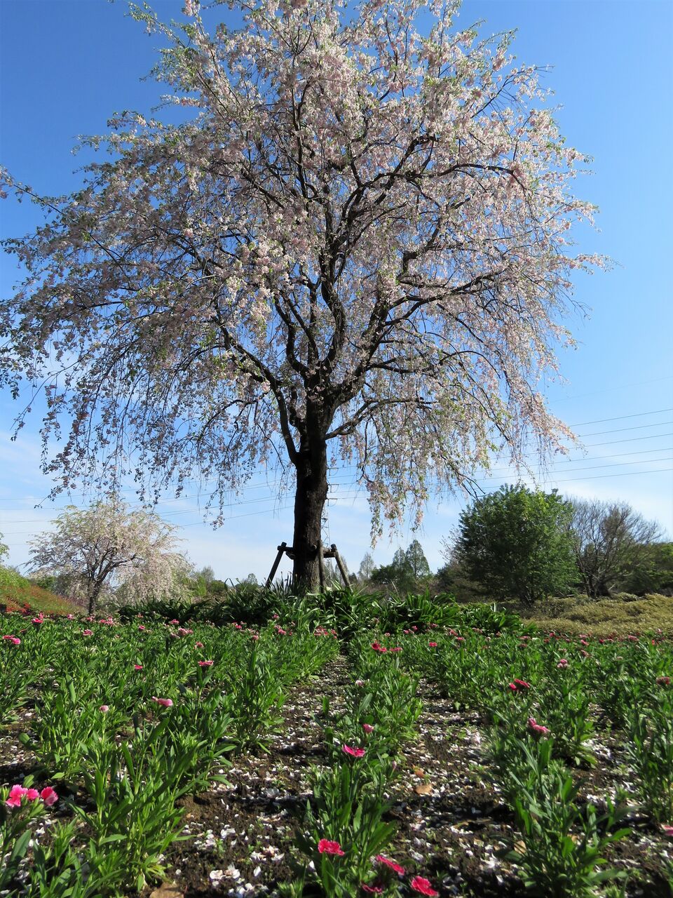 チューリップ ネモフィラ 八重桜お花がいっぱいの大宮花の丘農林公苑へ 2021 夢は枯れ野を チューリップ ネモフィラ 八重桜お花がいっぱいの大宮花の丘農林公苑へ 2021 夢は枯れ野を