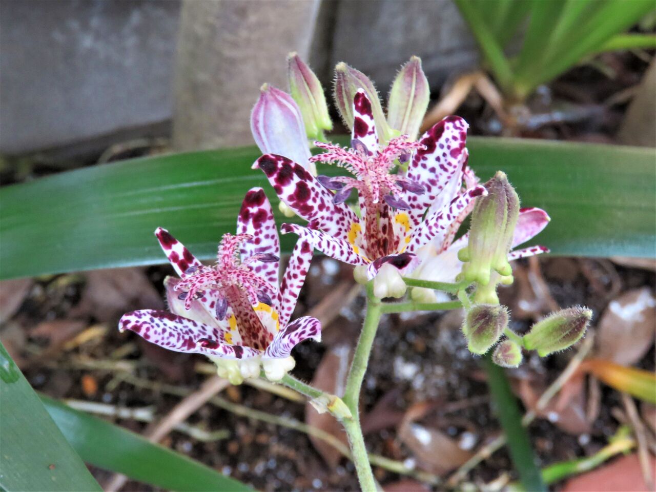 我が家の秋の花 ２０２０ ホトトギス 夢は枯れ野を