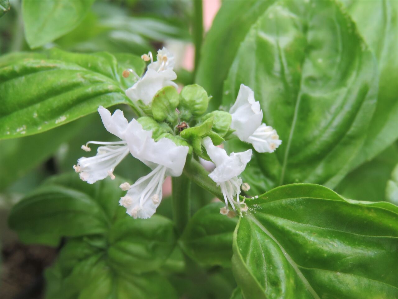 バジルの白い花 ２０２１ 夢は枯れ野を