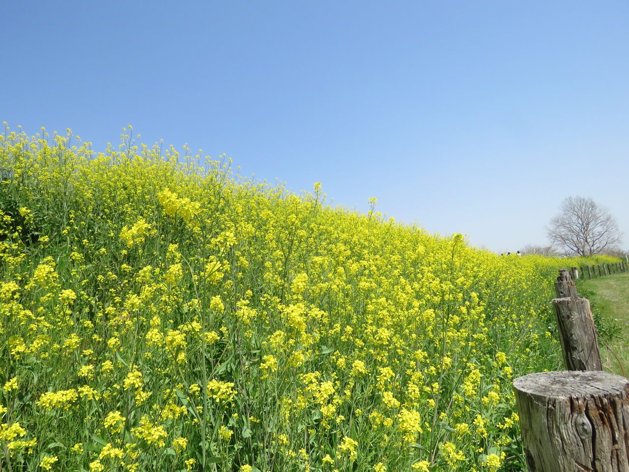 芝川の菜の花とソメイヨシノのコラボ 菜の花はこれから 2021 夢は枯れ野を 芝川の菜の花とソメイヨシノのコラボ 菜の花はこれから 2021 夢は枯れ野を