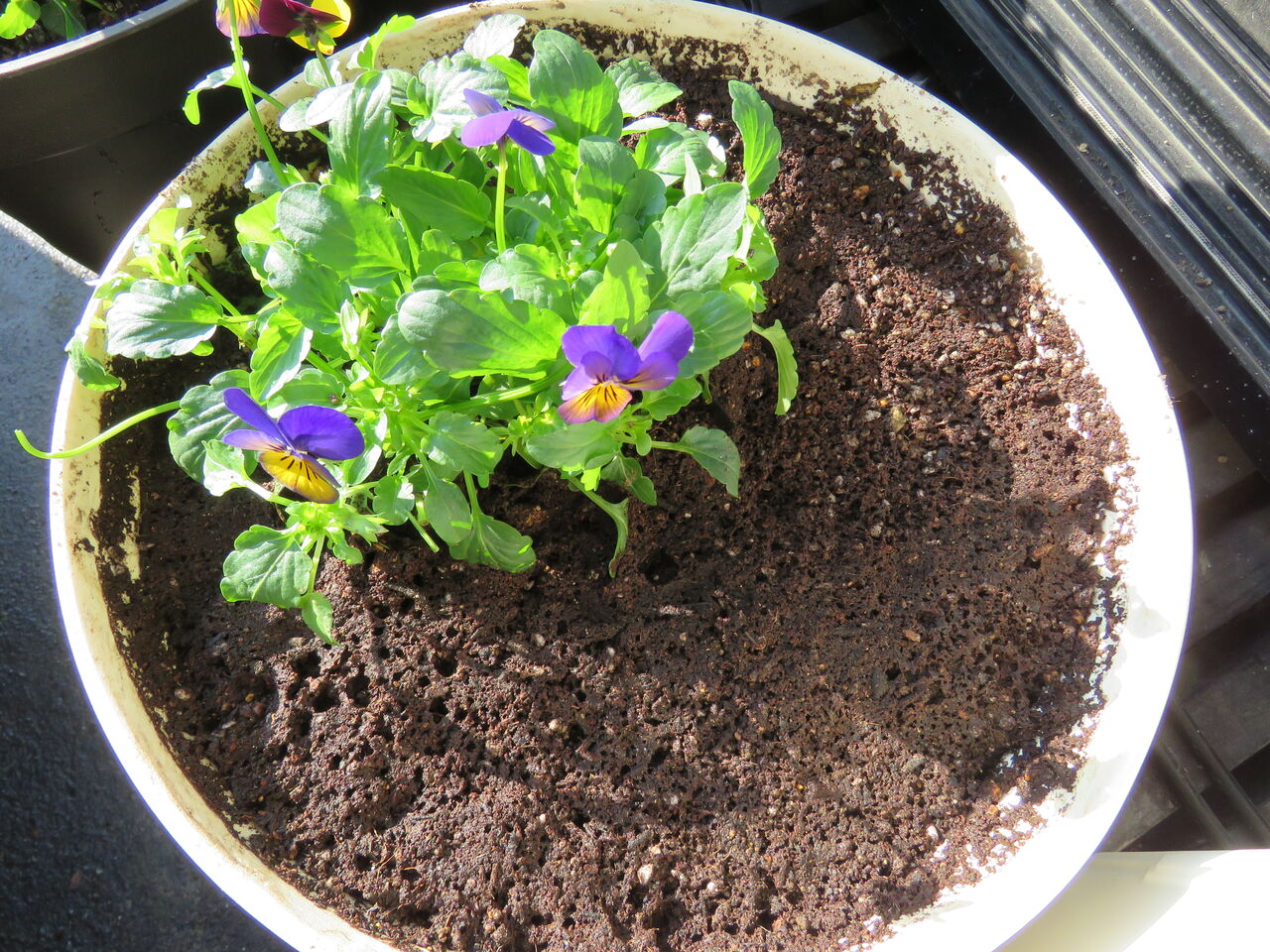 冬咲きチューリップの植え付け ２０２０ 夢は枯れ野を