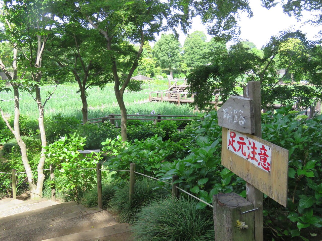 見沼染谷しょうぶ園へ 0種類00株の菖蒲と紫陽花のコラボ 2021 夢は枯れ野を 見沼染谷しょうぶ園へ 0種類00株の菖蒲と紫陽花のコラボ 2021 夢は枯れ野を