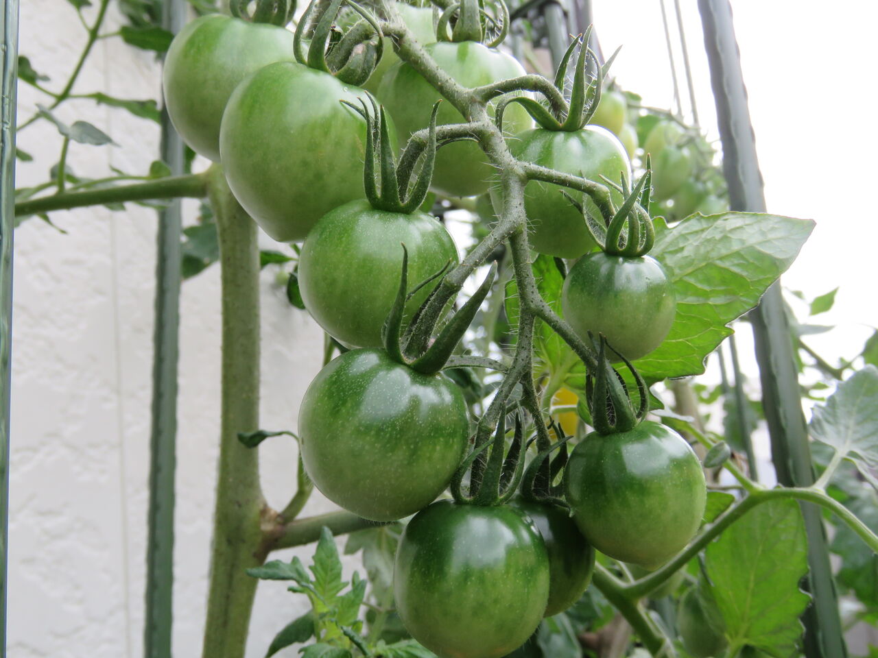 ベランダでミニトマト栽培 １４ 青虫に実がかじられる 夢は枯れ野を