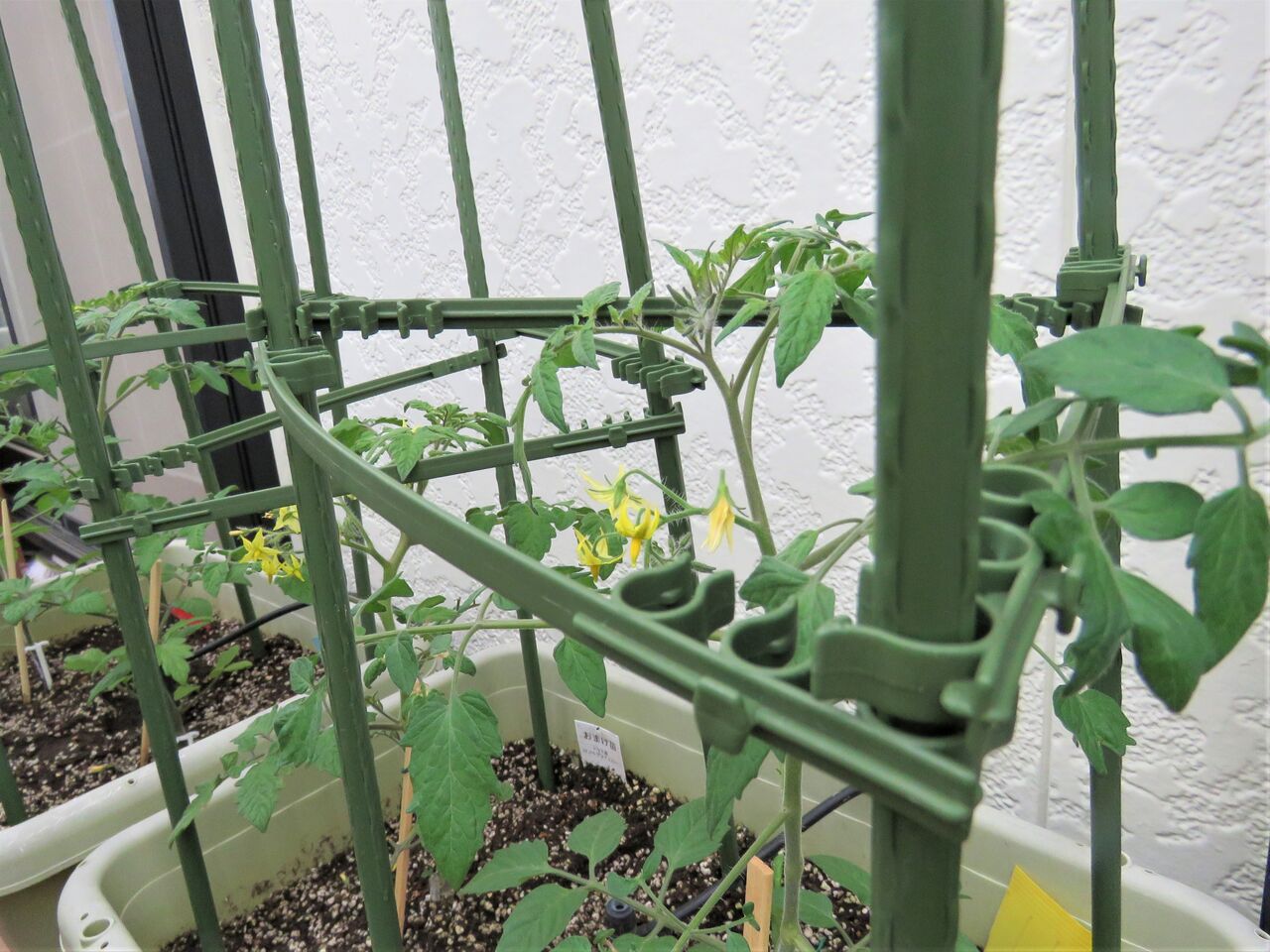 ベランダでミニトマト栽培 ３ 支柱を立てる 夢は枯れ野を