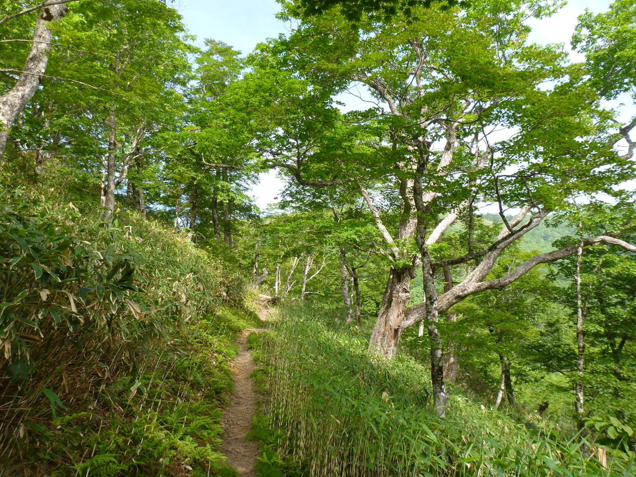 のんちゃんの気ままな山登り                keimou