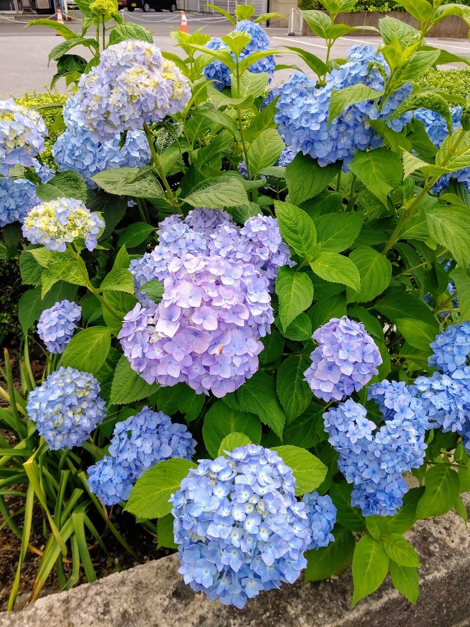 結城歴史公園の あじさい坂 茨城県結城市 ゆる山 湯ったり ぶらり旅 ゆゆぶ