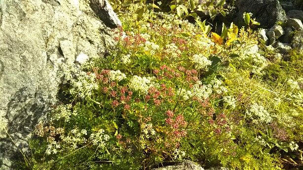 那須岳18 ２ 花咲く登山道 茶臼岳へ 栃木県那須町 ゆる山 湯ったり ぶらり旅 ゆゆぶ