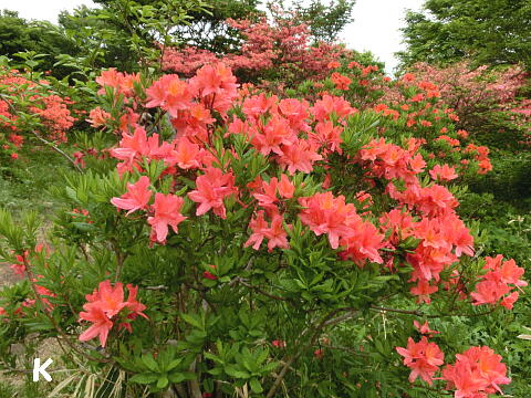 那須高原 八幡ツツジ群落 2nd 2 レンゲツツジの花の中を歩く 栃木県那須郡那須町 遊々 湯ったり ぶらり旅 ゆゆぶ 那須高原 八幡ツツジ群落 2nd 2 レンゲツツジの花の中を歩く 栃木県那須郡那須町 遊々 湯ったり ぶらり旅 ゆゆぶ