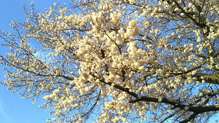 ｙ桜 ｃ ｋ ｙ のｐｖロケ地 小山東ニュータウン イオン小山店の桜並木の桜が満開です 栃木県小山市中久喜 遊々 湯ったり ぶらり旅 ゆゆぶ