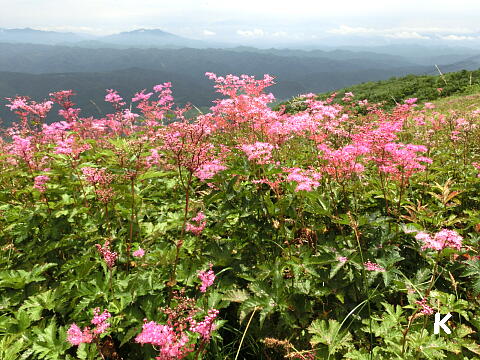 白馬五竜高山植物園（5）ピンク色の花が咲き乱れるゲレンデ 〔長野県
