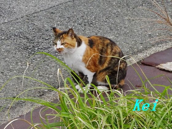7DSC02091