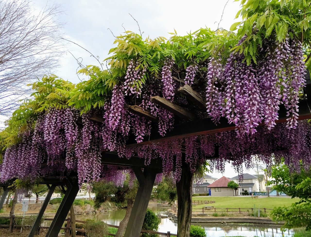 藤の花 西部中央公園 栃木県佐野市 遊々 湯ったり ぶらり旅 ゆゆぶ