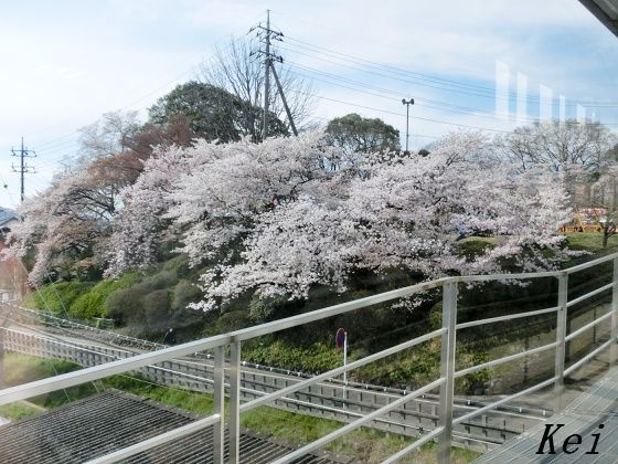 佐野城山公園の桜 1 桜満開 佐野駅を出てすぐ佐野城跡三の丸 さんのまる です さのまる の佐野 栃木県佐野市 遊々 湯ったり ぶらり旅 ゆゆぶ