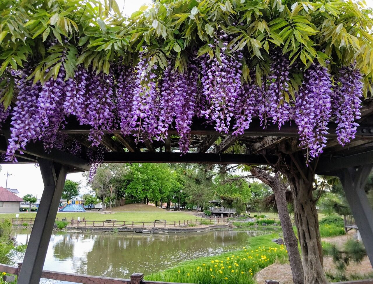 藤の花 西部中央公園 栃木県佐野市 遊々 湯ったり ぶらり旅 ゆゆぶ 藤の花 西部中央公園 栃木県佐野市 遊々 湯ったり ぶらり旅 ゆゆぶ