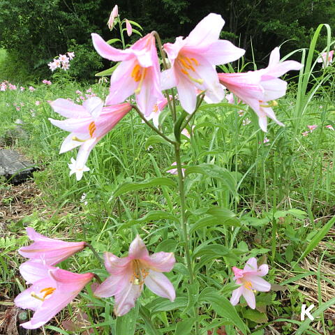 高清水自然公園ひめさゆり群生地 1 ひめさゆりの花と注意事項その他情報 福島県南会津町 ゆる山 湯ったり ぶらり旅 ゆゆぶ 高清水自然公園ひめさゆり群生地 1 ひめさゆりの花と注意事項その他情報 福島県南会津町 ゆる山 湯ったり ぶらり旅 ゆゆぶ