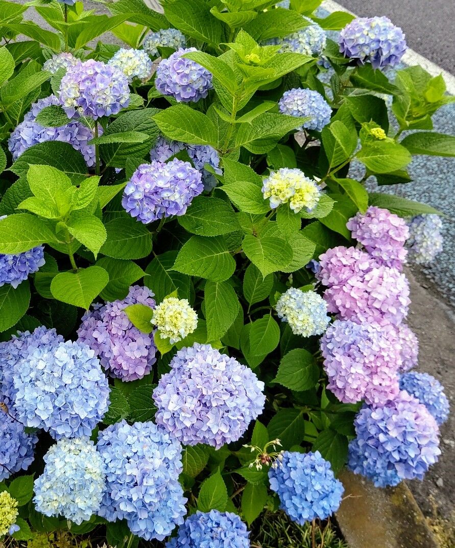 結城歴史公園の あじさい坂 茨城県結城市 ゆる山 湯ったり ぶらり旅 ゆゆぶ