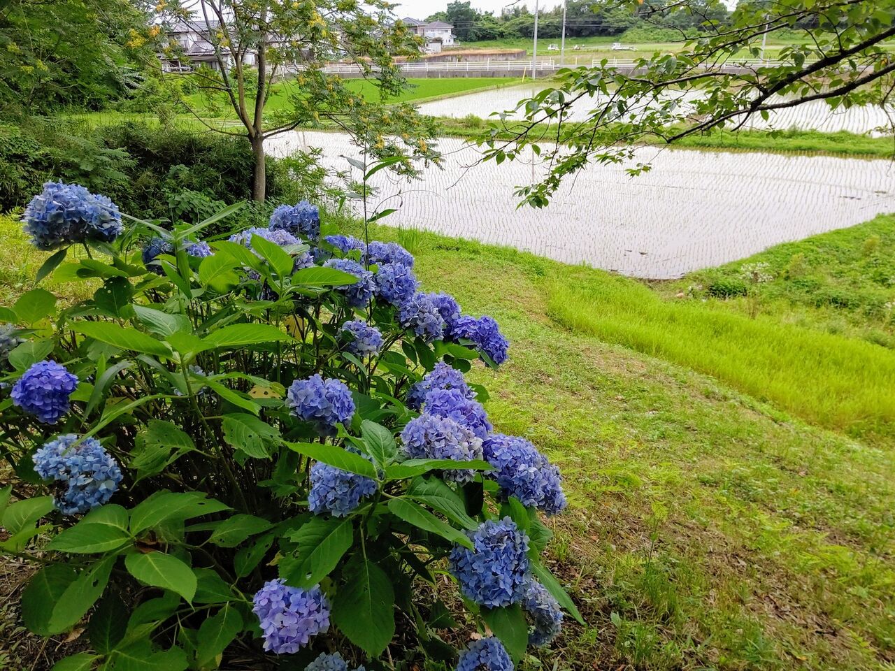 結城歴史公園の あじさい坂 茨城県結城市 ゆる山 湯ったり ぶらり旅 ゆゆぶ