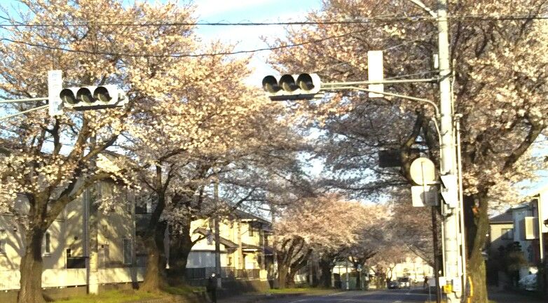 ｙ桜 ｃ ｋ ｙ のｐｖロケ地 小山東ニュータウン イオン小山店の桜並木の桜が満開です 栃木県小山市中久喜 遊々 湯ったり ぶらり旅 ゆゆぶ