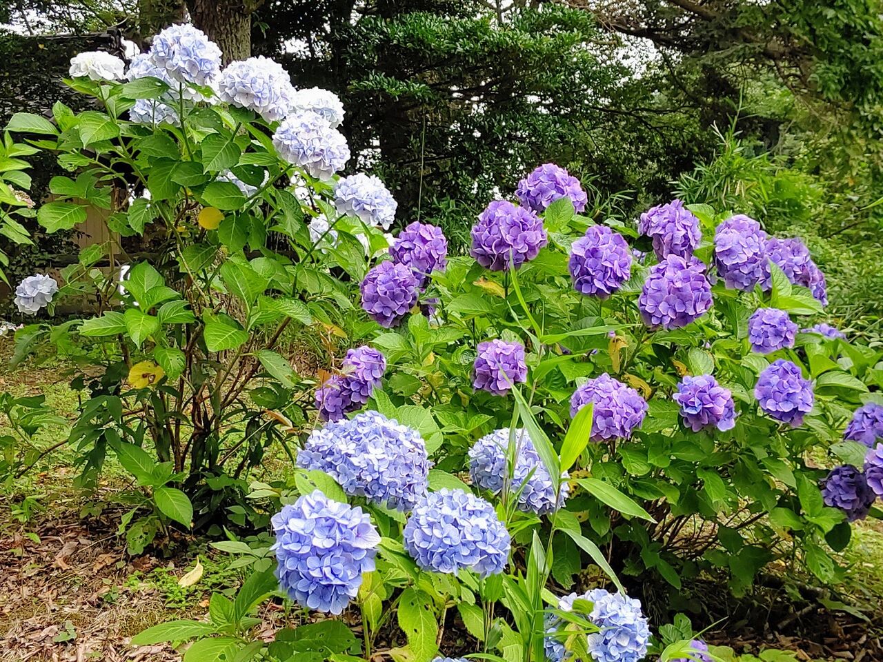 結城歴史公園の あじさい坂 茨城県結城市 ゆる山 湯ったり ぶらり旅 ゆゆぶ