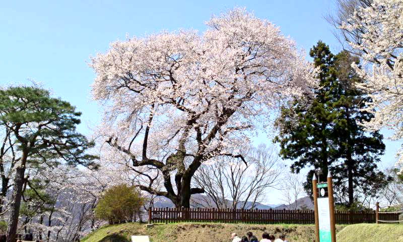 速報 群馬県沼田市周辺の桜の状況と 沼田公園の桜 群馬県沼田市 ゆる山 湯ったり ぶらり旅 ゆゆぶ