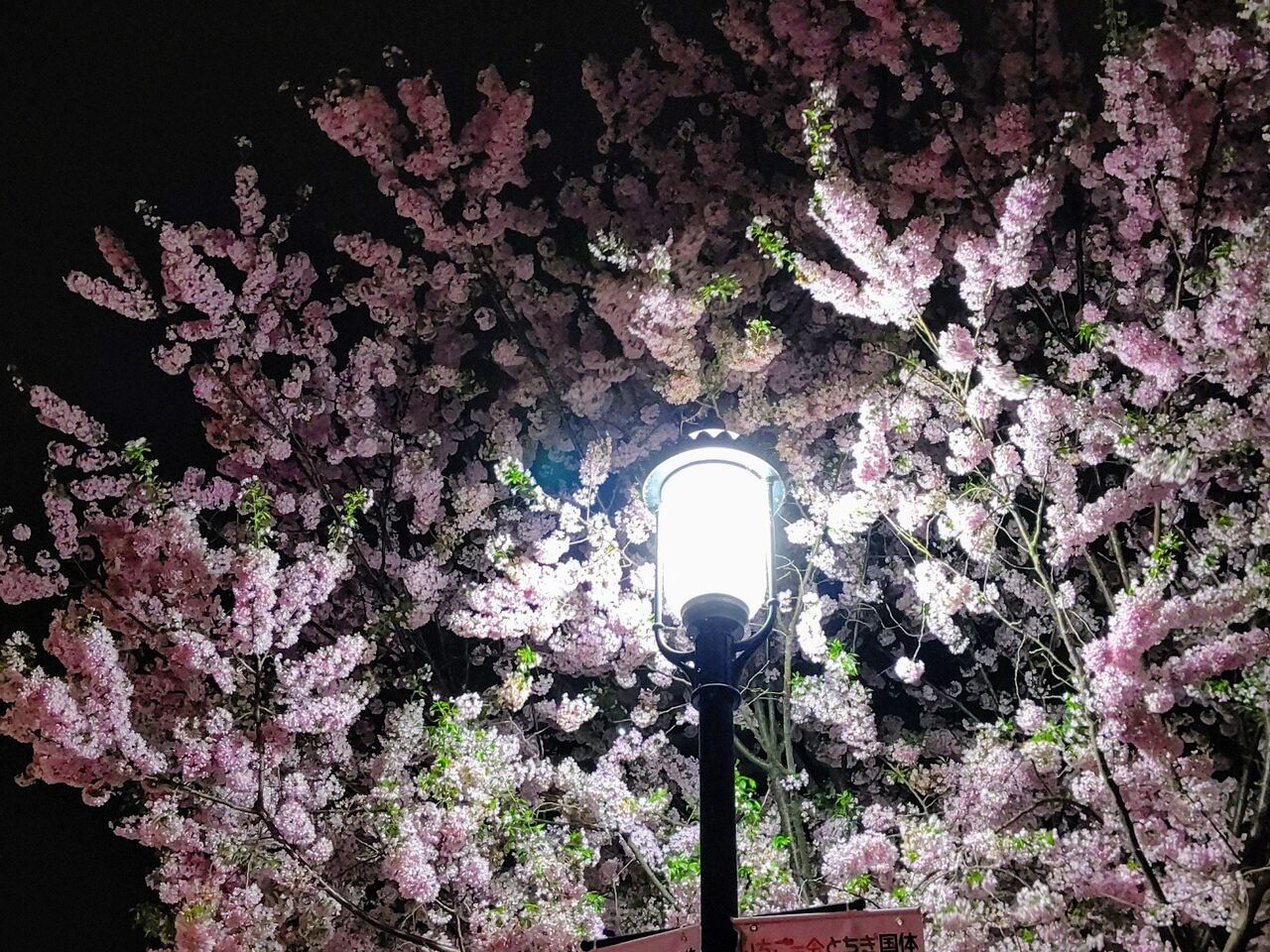 栃木県 小山の思川桜 10 夜桜の思川桜 栃木県小山市 ゆる山 湯ったり ぶらり旅 ゆゆぶ