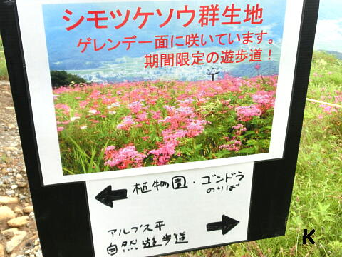 白馬五竜高山植物園（5）ピンク色の花が咲き乱れるゲレンデ 〔長野県